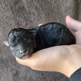Leo - Phantom male Poodle puppy in Chandler, Arizona from Fabi Poodle