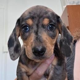 Orange collar black and tan dapple boy - Dapple male Dachshund puppy in Caldwell, Idaho from Dozendachs