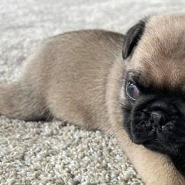 Pugs from Pug Eyed Peas Alabama