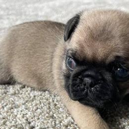 Pugs from Pug Eyed Peas Alabama