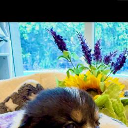 Girl 2 - female Pembroke Welsh Corgi puppy in Delray Beach, Florida from Holly's Pembroke Welsh Corgis