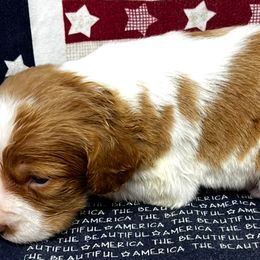 Pink boy 3 - Orange and white male Brittany puppy in Floyd Knobs, Indiana from Cross Creek Brittanys