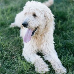 Goldendoodles from Sunnyfarm Doodles