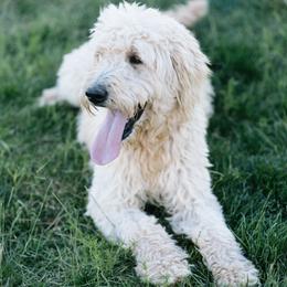 Goldendoodles from Sunnyfarm Doodles
