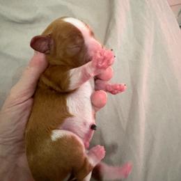 Ernie - Blenheim male Cavalier King Charles Spaniel puppy in Melbourne, Florida from Majestic Cavaliers of Melbourne FL