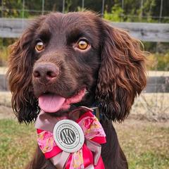 Boykin Spaniels, English Cocker Spaniels, and German Shorthaired Pointers from Flatwoods Kennels and Training LLC
