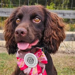 Boykin Spaniels, English Cocker Spaniels, and German Shorthaired Pointers from Flatwoods Kennels and Training LLC