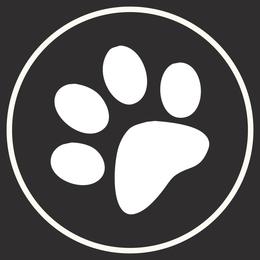 Dottie - Siberian Husky