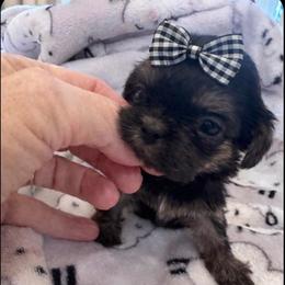 Clover - Black and tan female Shih Tzu puppy in Burlington, North Carolina from Nancy’s Lil’Shih Tzus