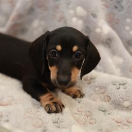 Sally - Black and tan female Dachshund puppy in Indiantown, Florida from Turquoise River Minature Dachshunds