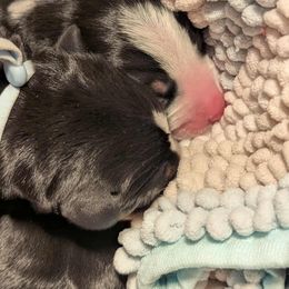 Boy 8 - Black, white and red male Greater Swiss Mountain Dog puppy in Hockessin, Delaware from Simply Swissies