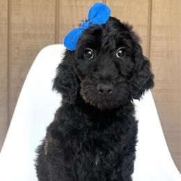 Dryad - Black female Goldendoodle puppy in Mount Pleasant, Tennessee from Doodle My Heart