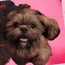 Shih Tzus from WendsabeShihTzu's