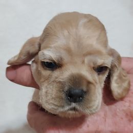 Cocker Spaniel Puppies from Stargazer Kennel