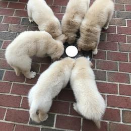 Golden Retriever Puppies from Goldens for You
