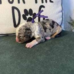 Purple - Merle female Bernedoodle puppy in Bellevue, Iowa from Blended Acres & Kennels