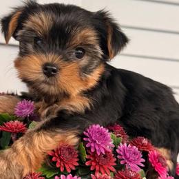 Stella - Black and tan female Yorkshire Terrier puppy in London, Kentucky from Soto Yorkies