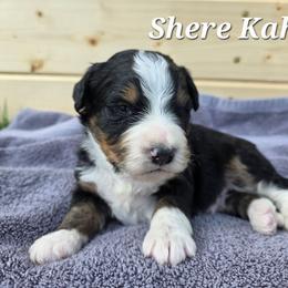 Shere Khan - Tri-color male Bernedoodle puppy in Blackfoot, Idaho from Draper Mountain Doodles