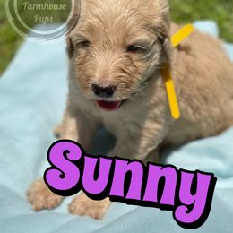 Cockapoo, Goldendoodle, and Poodle Puppies from Mason Farmhouse Poodles, Doodles & Poos (Breeding & Stud Services)