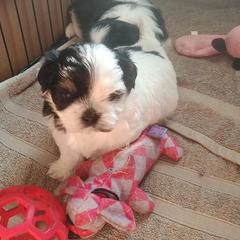 Mal-Shi Puppies from Maple's Malshies