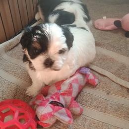 Mal-Shi Puppies from Maple's Malshies