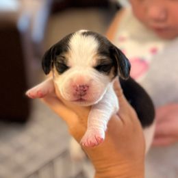Belle (yellow) - Black white and tan female Beagle puppy in Norco, California from Prairie Tail Beagles