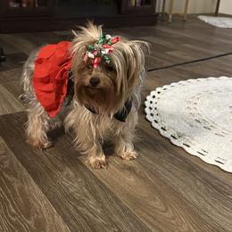 Keela - Yorkshire Terrier