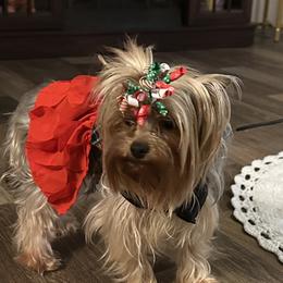 Keela - Yorkshire Terrier