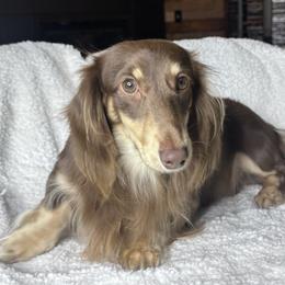 Milo - Dachshund