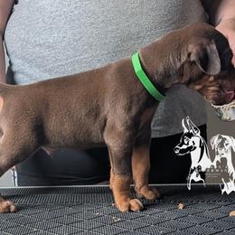 Green Collar Male 7 - Latte x Rogue - Red and rust male Doberman Pinscher puppy in Spencer, Indiana from Jackson's Dobermans