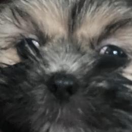 Shih Tzus from Lisa Inman