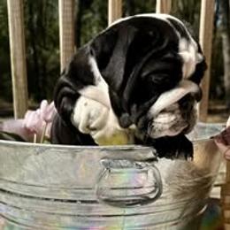 Bulldog Puppies from Bullgodz English Bulldogs