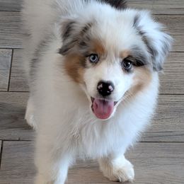 Zoey - Blue merle female Australian Shepherd puppy in Fultonville, New York from Sandy Aussies & Pomeranians