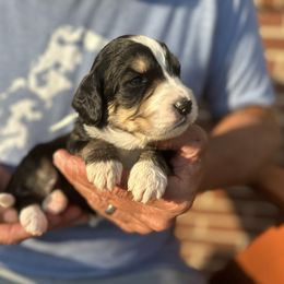 Avery - Tri-color Bernedoodle puppy in Ferguson, North Carolina from Elevated Standards NC