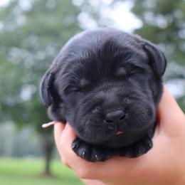 Autumn - Black female Labrador Retriever puppy in Camden, Indiana from Prebleridge Acres
