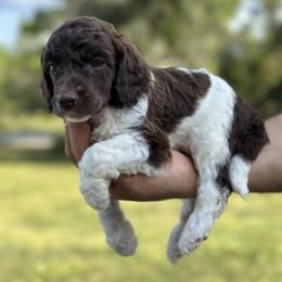 Angelina - Parti female Poodle puppy in Spring Hills, Florida from The Olympus Standard Poodle
