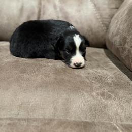 Rachel- Fall Sale - Black tri female Miniature Australian Shepherd puppy in Oronogo, Missouri from Dutton's Show Me Farms