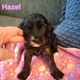 Hazel - Black female Cavapoo puppy in Bourbonnais, Illinois from Maggie's Cavapoo Puppies