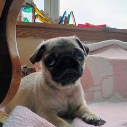 Gus - Fawn male Pug puppy in Fall Creek, Wisconsin from Heartville Pugs
