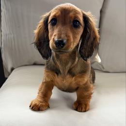 Zarra 3200 - Red female Dachshund puppy in Sylvania, Alabama from Yancey’s Doxies