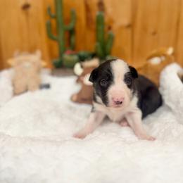 Cheyenne - Black and white female Border Collie puppy in Owenton, Kentucky from Three16 Ranch
