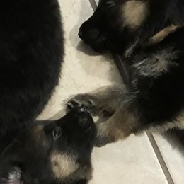 German Shepherd Puppies from Von Jo-Rielle Kennel