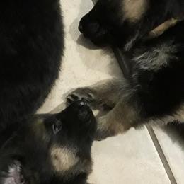 German Shepherd Puppies from Von Jo-Rielle Kennel