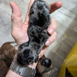 Evelyn - Dapple female Dachshund puppy in Blanchard, Oklahoma from Dusty Road Doxies