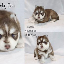 Winky Poo - Chocolate female Pomsky puppy in Denham Springs, Louisiana from Bayouland Pomskies