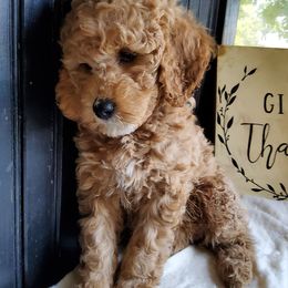 Harper,  goldendoodle f1b - Red  female Goldendoodle puppy in Dickson, Tennessee from Rowan's Rascals