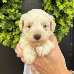 Orange collar boy. - White male Miniature Schnauzer puppy in Oneonta, Alabama from Murphree Valley Kennels
