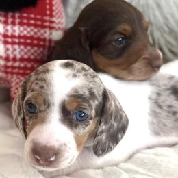 Dachshunds from High Desert Mini Dachshunds