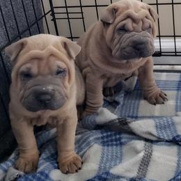Chinese Shar-Pei Puppies from HapPei House of Wrinkles