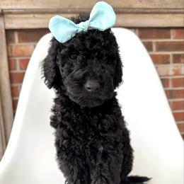 Raven - Black female Goldendoodle puppy in Pulaski, Tennessee from Doodle My Heart